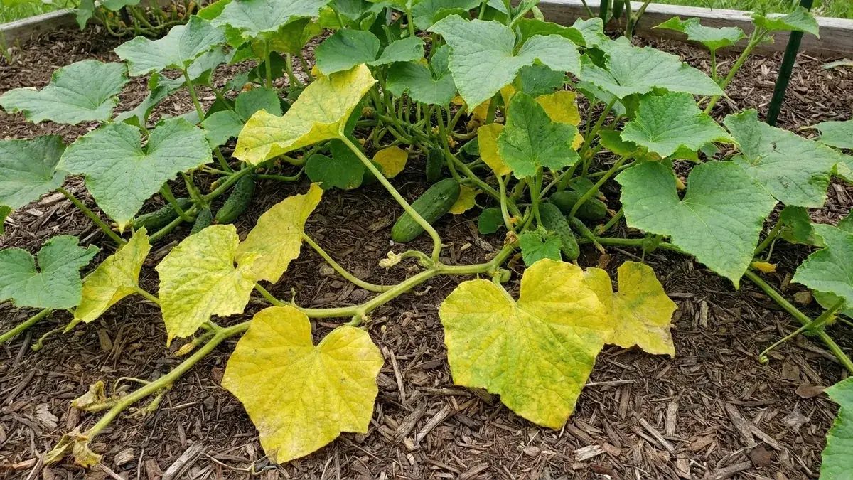 Cucumber Leaves Turning Yellow: A Symptom-Based Fix Guide