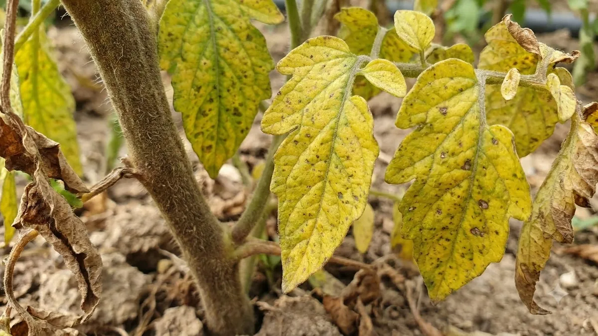 Tomato Plant Leaves Turning Yellow: A Symptom-Based Troubleshooting Guide